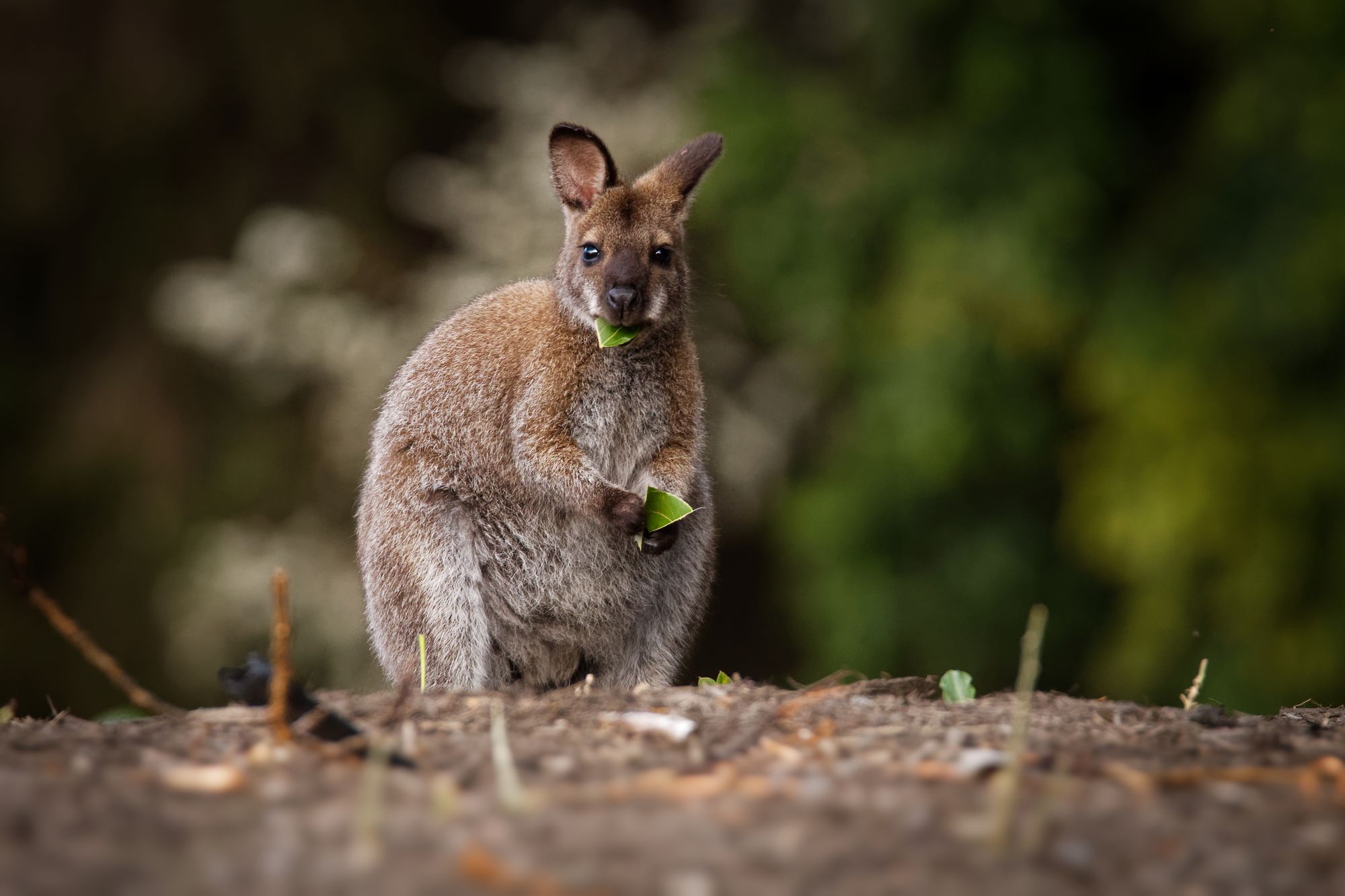 Red-necked wallaby eating a leaf