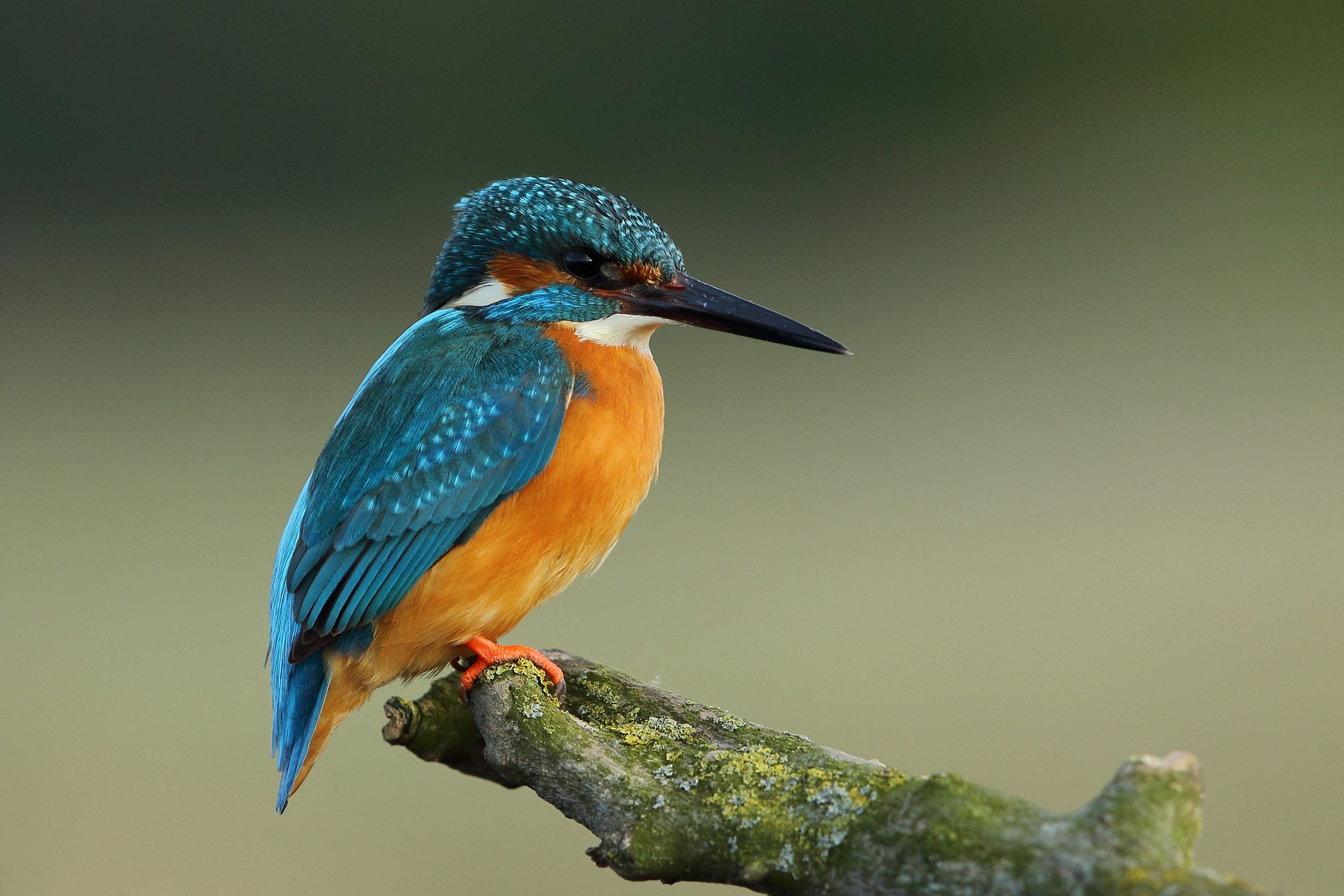 Close up of a Kingfisher sitting on a tree branch